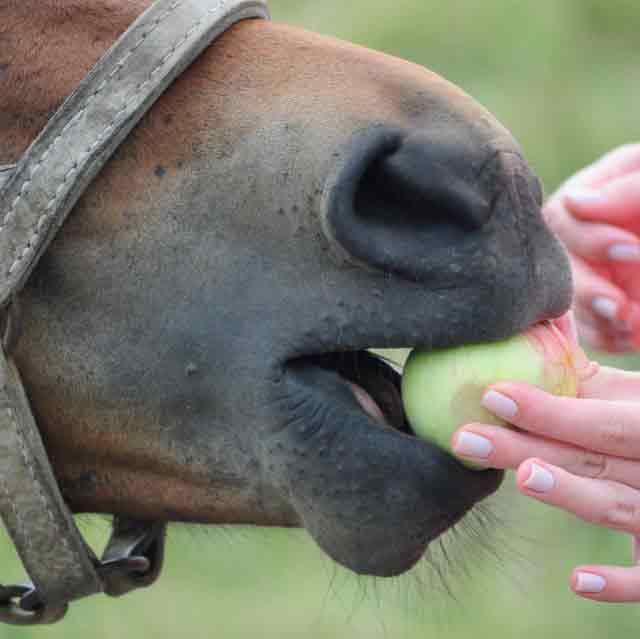 alimentación del caballo