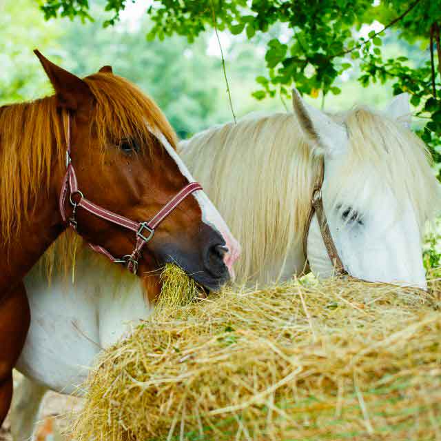 caballos-comiendo-pasto