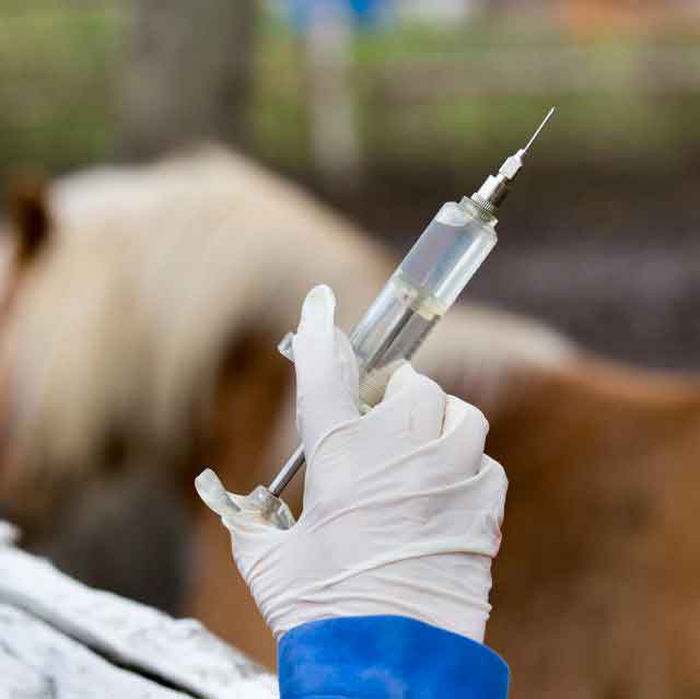vacunas-caballo