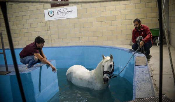 Hidroterapia para caballos