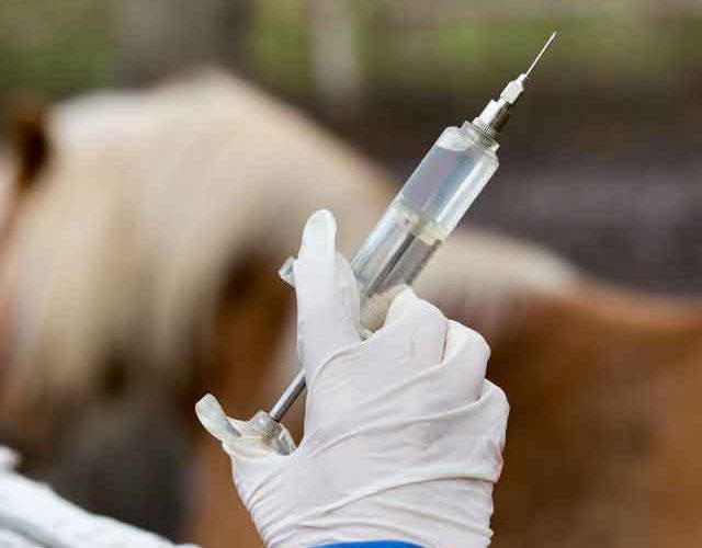 vacunas-caballo